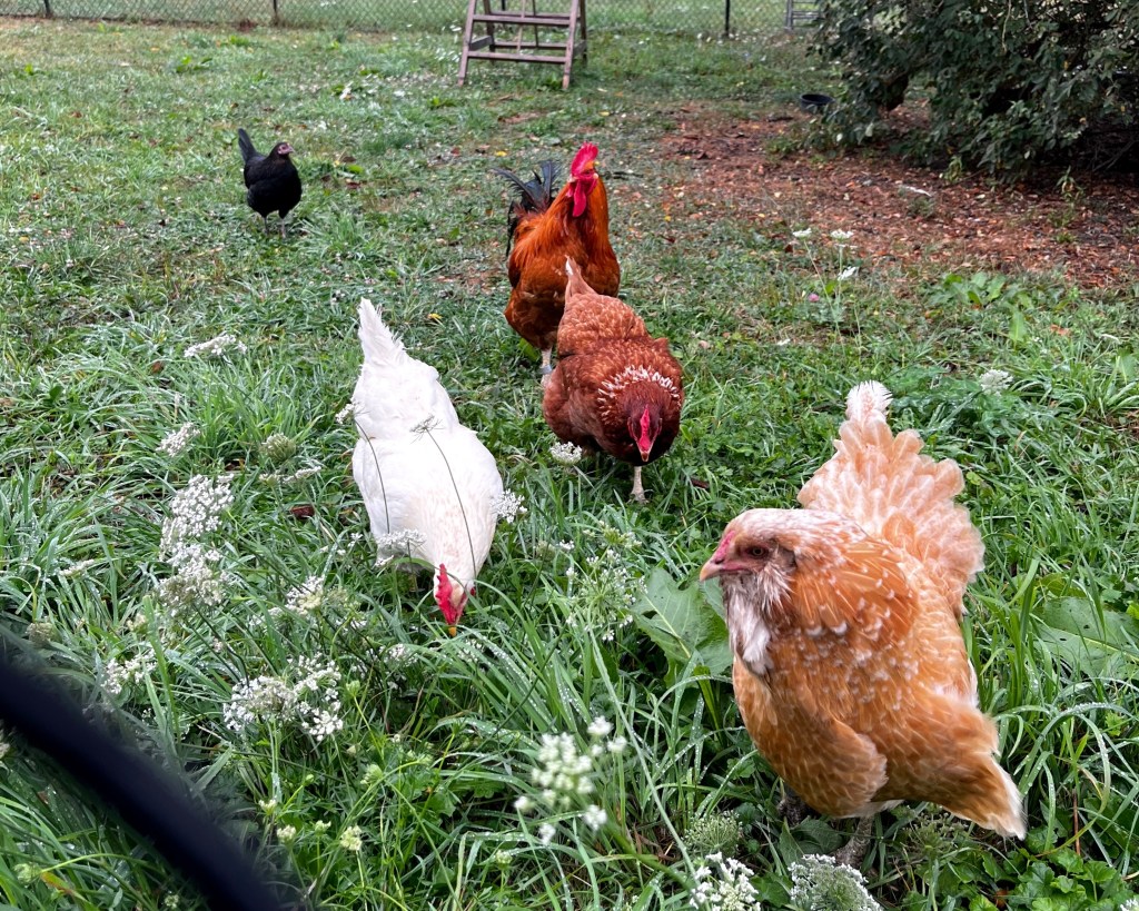 A group of chickens foraging in a grassy area at Farm Sanctuary.